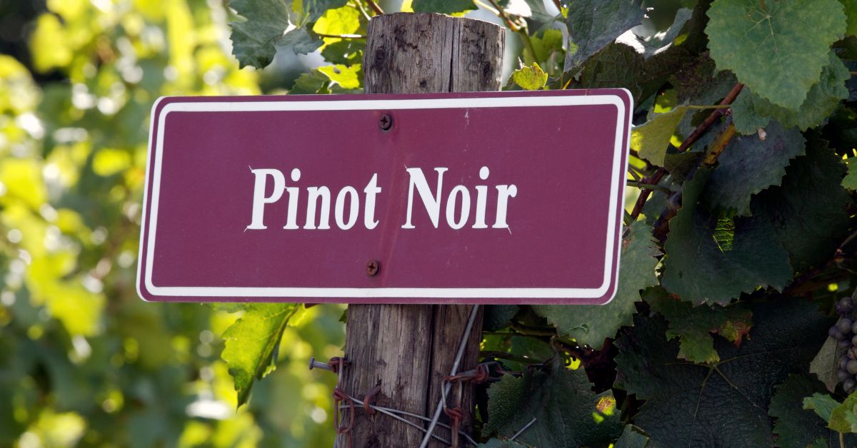 Feature-non-alcoholic pinot noir