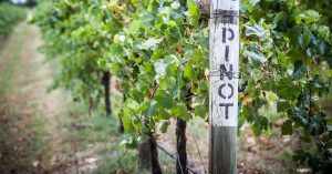 non-alcoholic pinot grigio