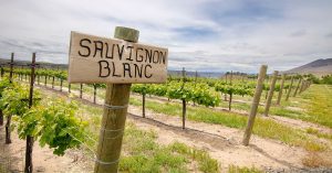 non-alcoholic sauvignon blanc